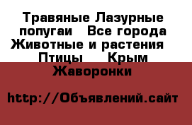 Травяные Лазурные попугаи - Все города Животные и растения » Птицы   . Крым,Жаворонки